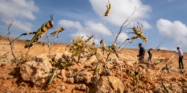 Young desert locusts that have not yet grown wings jump in the air as they are approached, as a visiting delegation from the Food and Agriculture Organization (FAO) observes them, in the desert near Garowe, in the semi-autonomous Puntland region of Somalia.