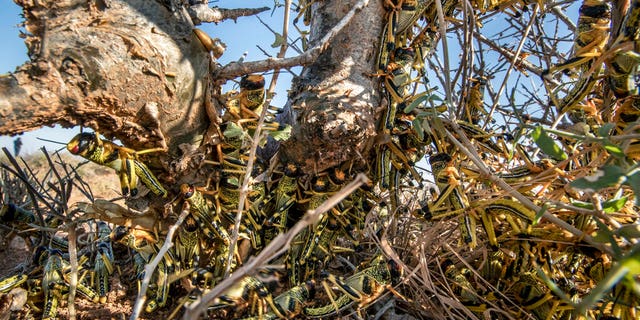 Young desert locusts that have not yet grown wings crowd together on a thorny bush in the desert near Garowe, in the semi-autonomous Puntland region of Somalia.