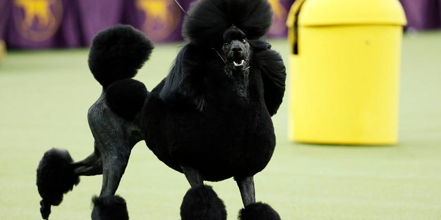 Westlake Legal Group AP20043149563587 Poodle named Siba wins best in show at Westminster fox-news/lifestyle fnc/lifestyle fnc da218063-f7f2-5a50-830b-de8dc96b3b20 Ben Walker Associated Press article