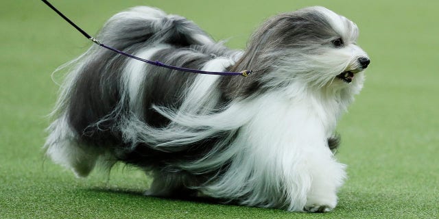 Westlake Legal Group AP20043176972750 Poodle named Siba wins best in show at Westminster fox-news/lifestyle fnc/lifestyle fnc da218063-f7f2-5a50-830b-de8dc96b3b20 Ben Walker Associated Press article
