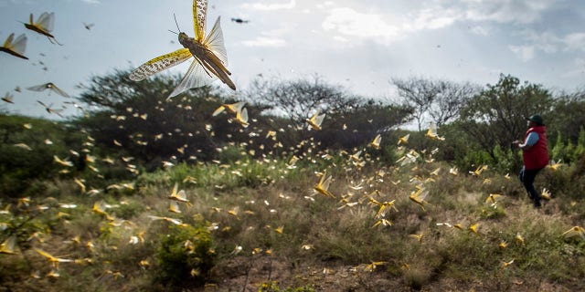 Desert locusts jump up from the ground and fly away as a cameraman walks past, in Nasuulu Conservancy, northern Kenya on Feb.1. (AP Photo/Ben Curtis)