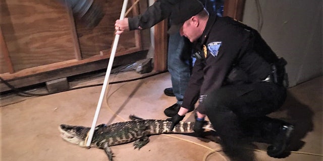 The alligator was checked out and found to be in average health.