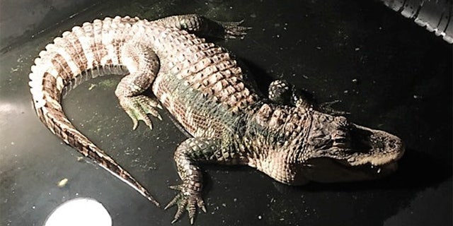 Police in Ohio responded to a home and removed a five-foot alligator that had been living in the basement for 25 years.