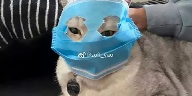 A cat with a makeshift mask.