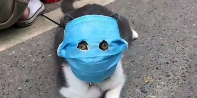 Cats are wearing coronavirus masks in China | Fox News