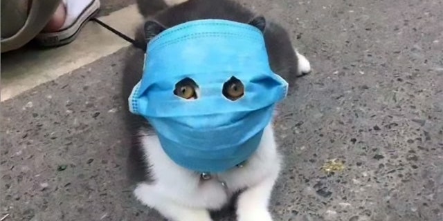 Cats are wearing coronavirus masks in China | Fox News