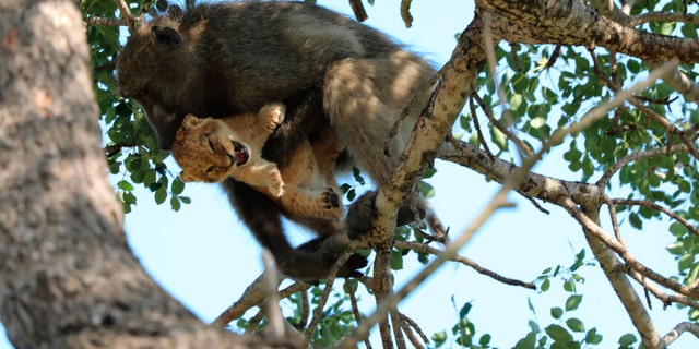BaboonLion.jpg