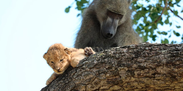 BaboonLion3.jpg