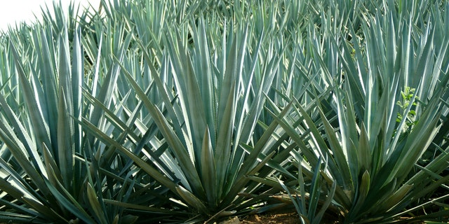 "Blue Agave - Tequila Cactus growing in Jalisco, MexicoSee more Mexican vacation images:"