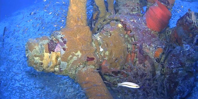 Propeller from a TBM/F-1 Avenger torpedo bomber, photographed in Truk Lagoon, Micronesia.