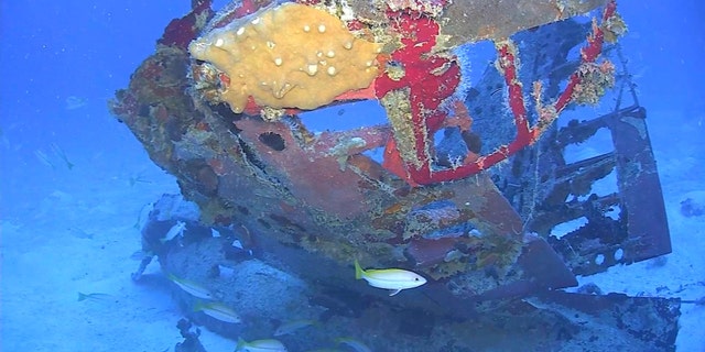 Tail section from an SBD-5 Dauntless dive bomber from Operation Hailstone resting on the floor of Truk Lagoon.