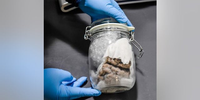 Customs and Border Protection officers found a human brain in a Canadian mail shipment last week.
