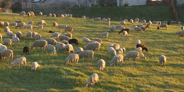 Some 1,300 goats and sheep are being used to eat potential wildfire fuel in the city of Rocklin, Calif.