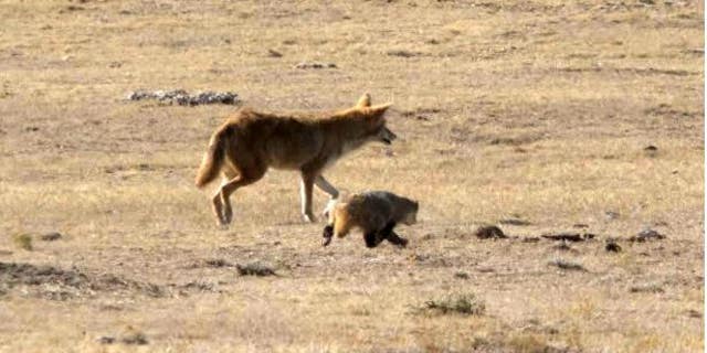 Coyote and badger at Black-footed Ferret Conservation Center in 2016