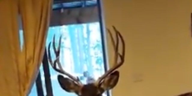 Colorado Parks and Wildlife is warning residents to refrain from feeding deer no matter their intentions