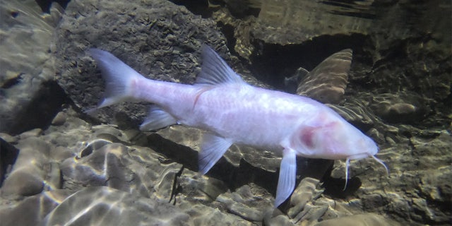 One of the fish that was discovered in a cave in northeastern India. (Uros Aksamovic)