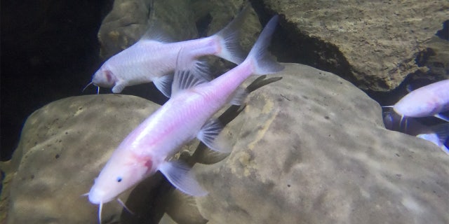 The newly discovered fish is the largest known subterranean fish.