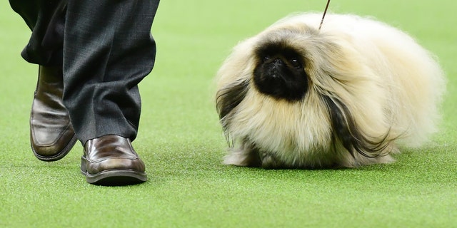 143rd westminster dog show