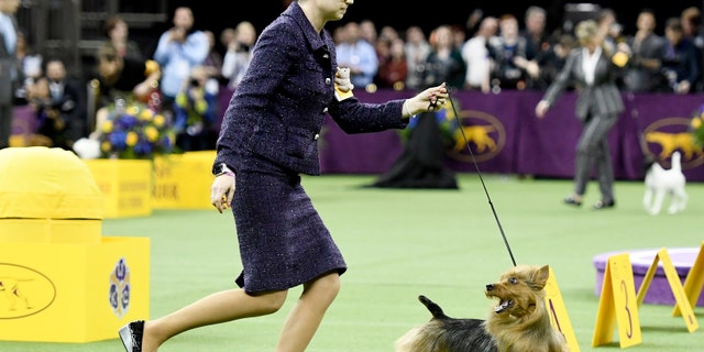 The Australian Terrier 'Bacon' and handler compete during Terrier Group judging at the 143rd Westminster Kennel Club Dog Show at Madison Square Garden on February 12, 2019 in New York City.