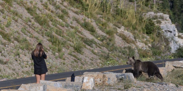 While the woman's friends and family all reportedly backed off, she was apparently too focused on the camera to notice how close the bear was.