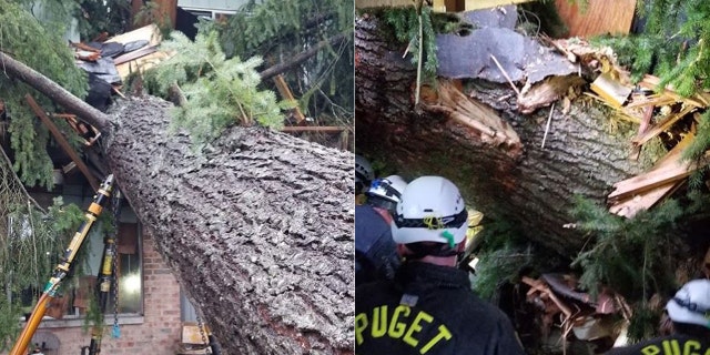 A man was critically injured Sunday when he was crushed by a large tree that fell into his apartment building in Renton, Washington.