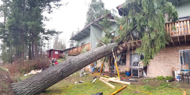 The tree fell into the apartment complex as high winds and heavy rain impacted the Seattle area.