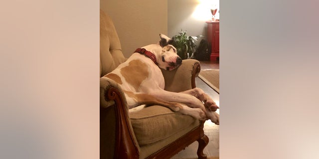 The author's dog Shadow in a favorite chair