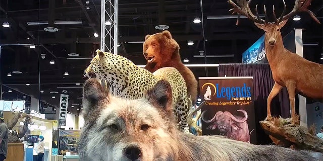 This image from video provided by the Humane Society of the United States shows taxidermy at the Safari Club International's 2020 annual convention, that was held Feb. 5-8, 2020, in Reno, Nevada. (Humane Society of the United States via AP)