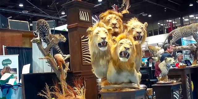 This image from video provided by the Humane Society of the United States shows a four-lion taxidermy at the Safari Club International's 2020 annual convention, that was held Feb. 5-8, 2020, in Reno, Nevada. (Humane Society of the United States via AP)