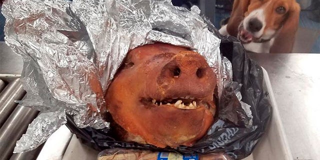 In this Oct. 11, 2018 photo provided by the U.S. Customs and Border Protection, CBP Agriculture Detector K-9 named Hardy looks at a roasted pig’s head at Atlanta’s Hartsfield-Jackson International Airport.(U.S. Customs and Border Protection via AP)