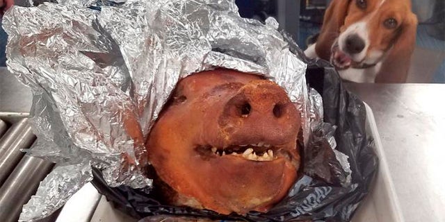 In this Oct. 11, 2018 photo provided by the U.S. Customs and Border Protection, CBP Agriculture Detector K-9 named Hardy looks at a roasted pig’s head at Atlanta’s Hartsfield-Jackson International Airport.(U.S. Customs and Border Protection via AP)