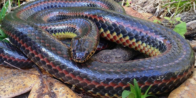 A rainbow snake, like the one pictured above, was spotted in Ocala National Forest for the first time since 1969.