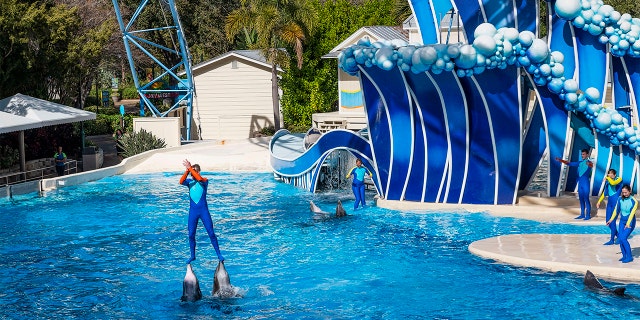 sea world resort dolphin experience