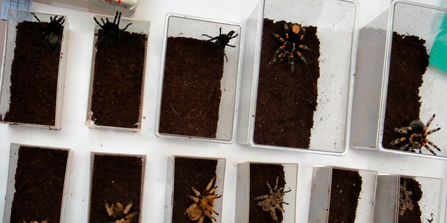 Tarantula's confiscated by the U.S. Fish and Wildlife Service are shown in this December 3, 2010 handout photo released to Reuters January 18, 2011. REUTERS/U.S. Fish and Wildlife Service/Handout