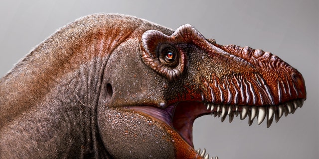A new species of tyrannosaurus was found in Canada.
