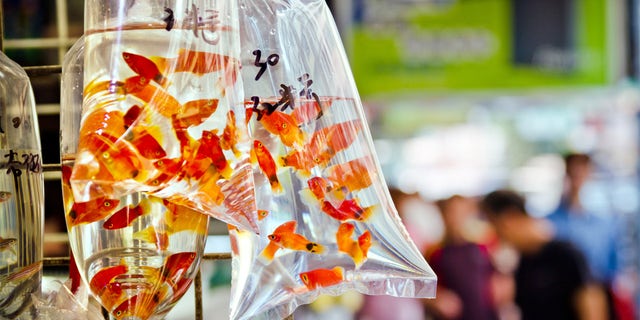 "Goldfish market in Tung Choi Street in Hong Kong, China"