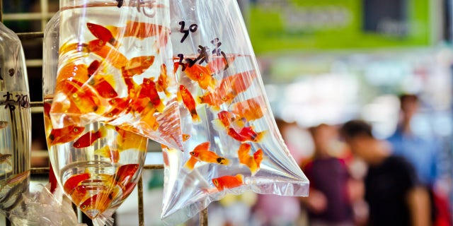 "Goldfish market in Tung Choi Street in Hong Kong, China"