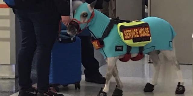 Ahead of the trek, Ronica Froese spent months preparing Fred for his trip, and even purchased two first-class seats to ensure her mini companion would be comfortably accommodated on the plane.