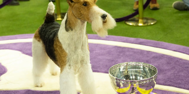 King, the winner of Best In Show in 2019, was also a Wire Fox Terrier. The breed has won the Best In Show title 15 times since the category's inception in 1907.