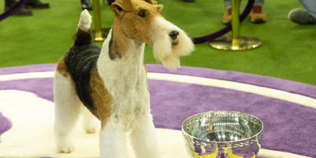 NEW YORK, UNITED STATES - 2019/02/13: Wire fox terrier named King won Best in show during 143rd Westminster Kennel Club Dog Show.