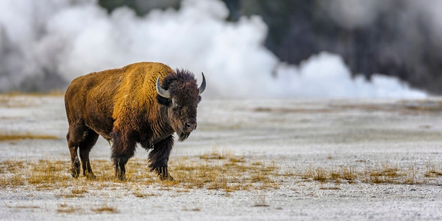 Bison injures female in Yellowstone Park