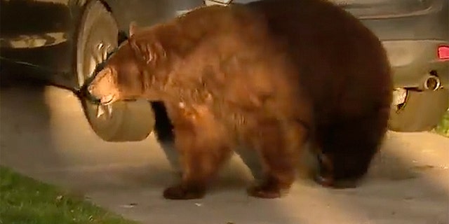 Video snapped by passersby showed the bear nonchalantly walking the streets, presumably scrounging for food.