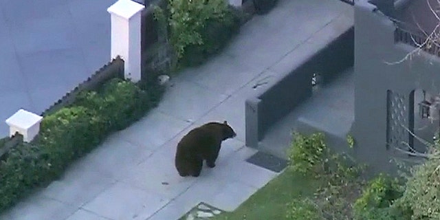 The large black bear was spotted on North Mayflower Avenue about 2.30 a.m. local time. At one point the bear could be seen squaring up to a large dog barking behind a gate, but it eventually lost interest.