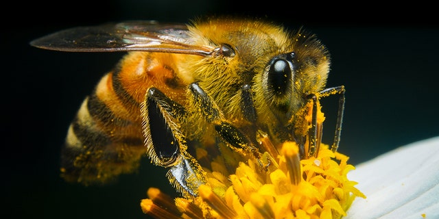 A bee sucking sweet honey with a macro. (iStock)