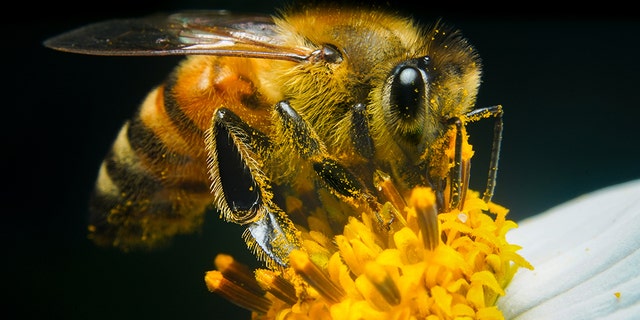 A bee sucking sweet honey with a macro. (iStock)