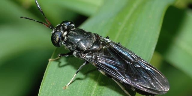 In the study, researcher Daylan Tzompa-Sosa explained, “The ecological footprint of an insect is much smaller compared to animal-based food sources. Besides, we can grow insects in large quantities in Europe, which also reduces the footprint of transport."