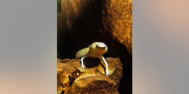 Sometimes cave salamanders like to remain in one place, for a very long time.