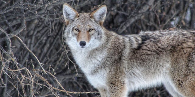 A coyote is seen in the wild.