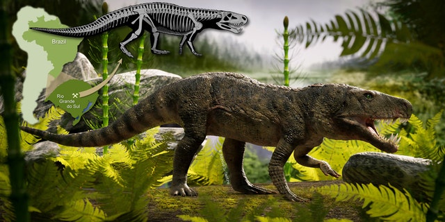 The skull was similar to T Rex's - and a double row of bony plates ran down its back. It belonged to a group called the ornithosuchids. It is the fourth different species to be discovered. (Credit: SWNS)