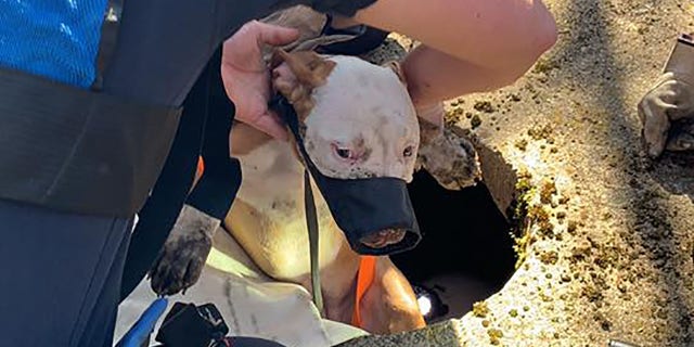 The pit bull was safely reunited with its owner.